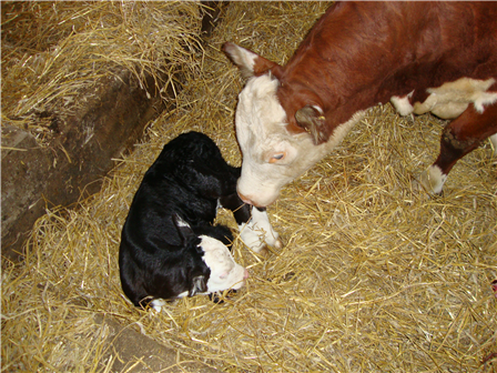 Nyfödd kalv i ladugården